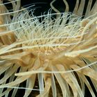 Röhrenanemone (Cerianthus membranaceu)