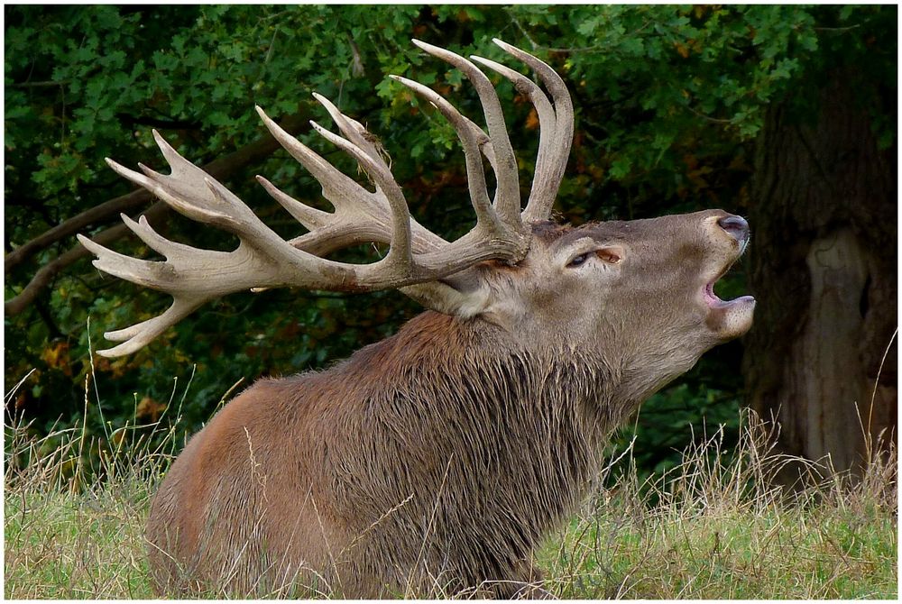 Röhrender Hirsch Foto &amp; Bild | tiere, ku nat, natur Bilder auf ...