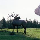 Röhrender Hirsch auf der Lichtung. Im Hintergrund der Rursee