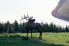 Röhrender Hirsch auf der Lichtung. Im Hintergrund der Rursee