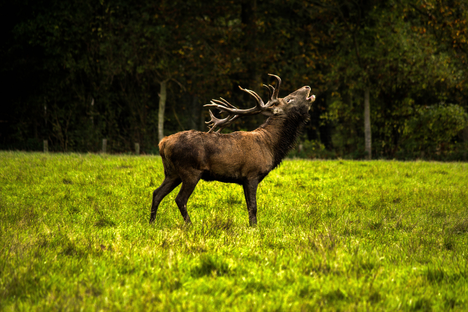 Röhrender Hirsch bearbeitet