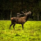 Röhrender Hirsch bearbeitet