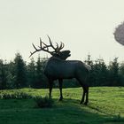 Röhrender Hirsch. Im Hintergrund ist der Rursee zu sehen.