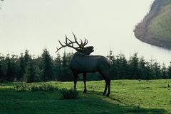 Röhrender Hirsch. Im Hintergrund ist der Rursee zu sehen.