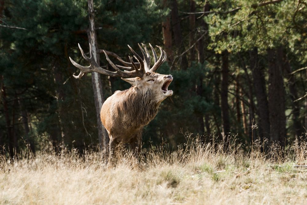 Röhrender Hirsch in der Brunft II