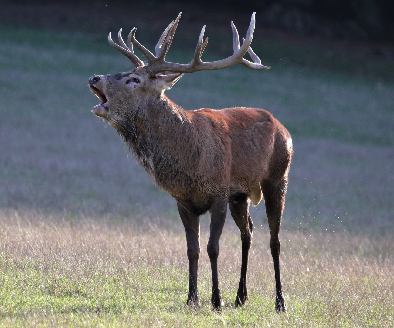 Röhrender Hirsch während der Brunftzeit