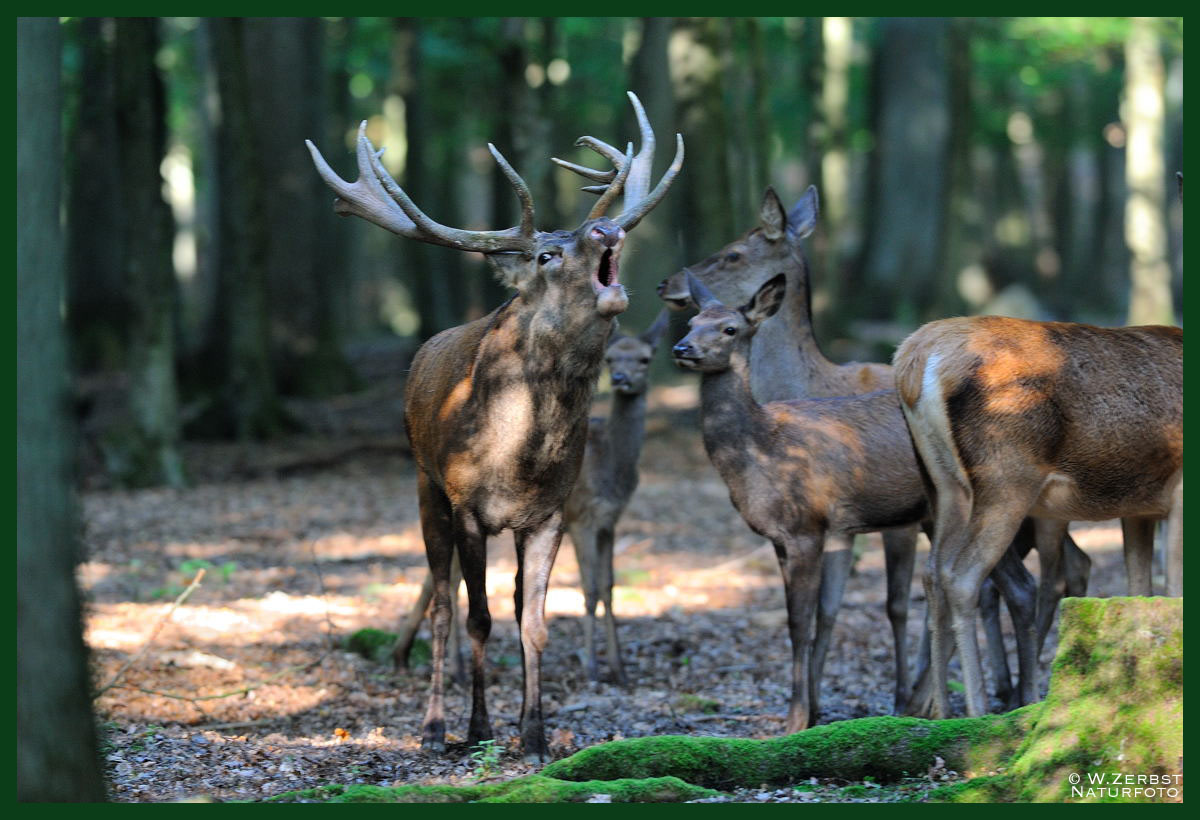 - Röhrender Rothirsch 6 - ( Cervus elaphus )