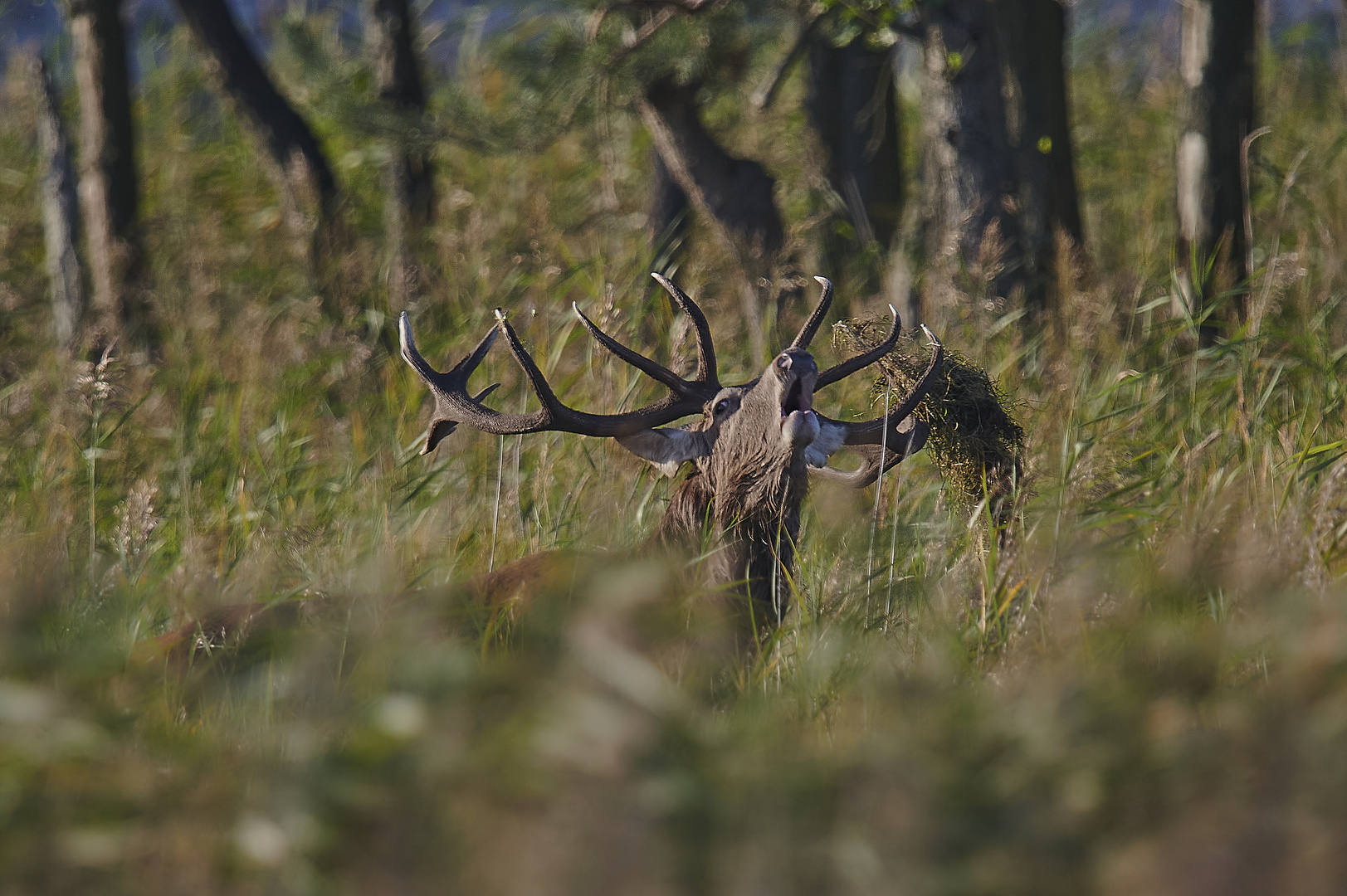 Röhrender Rothirsch im Darßer Wald