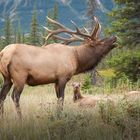 Röhrender Wapiti-Bulle mit zwei Hirsch-Kühen