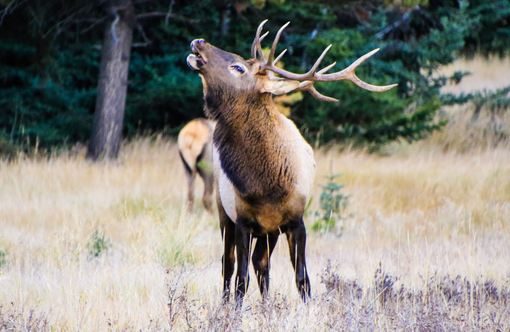 Röhrender Wapiti Hirsch