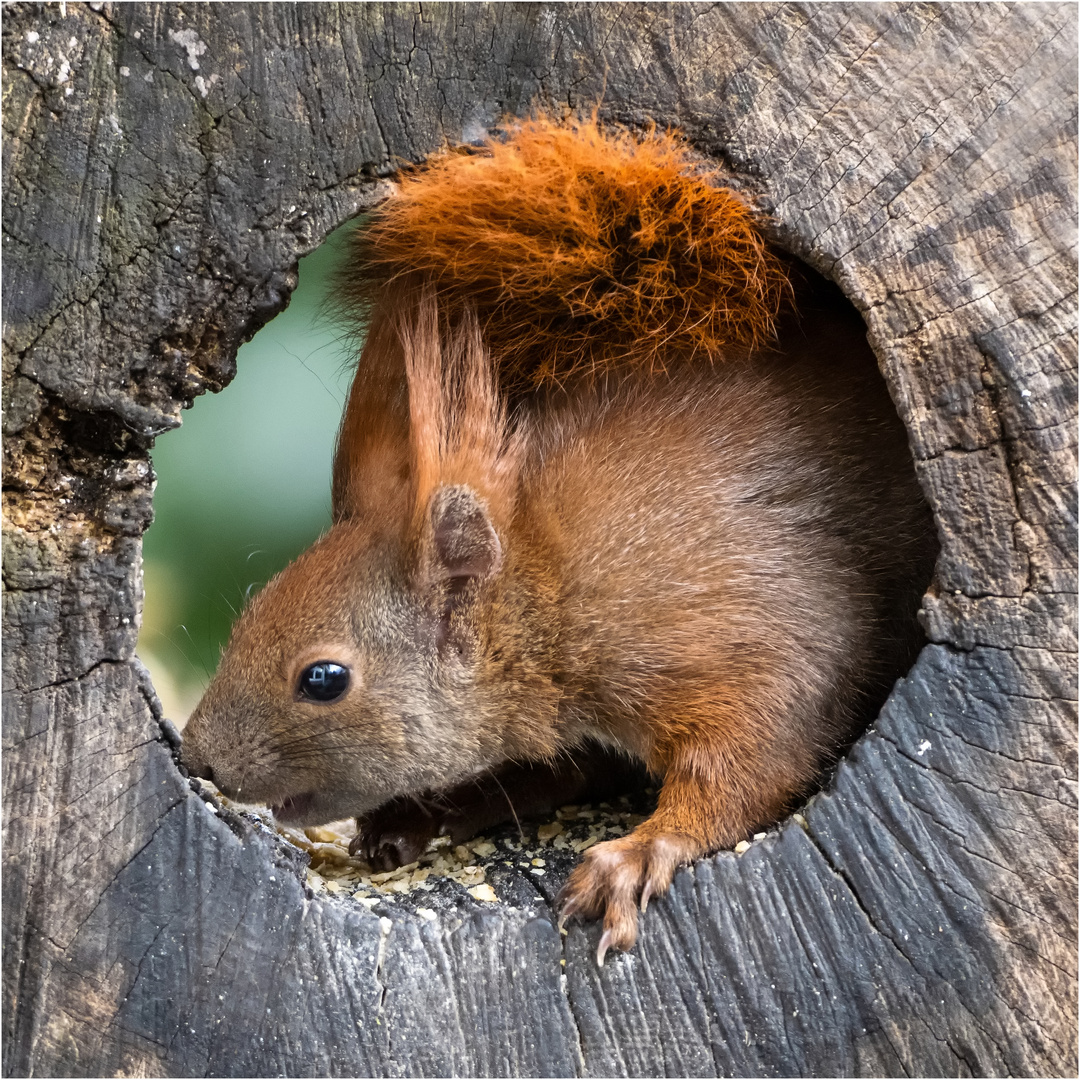 Röhrenhörnchen  .....