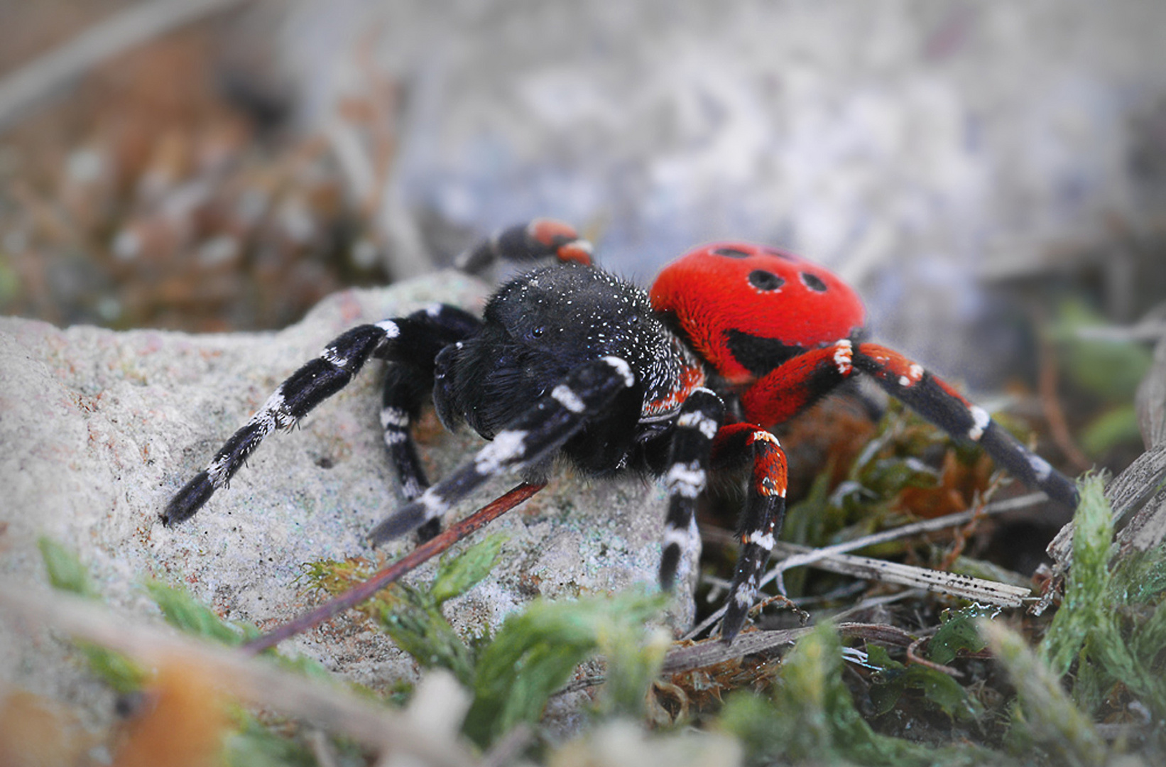 Röhrenspinne