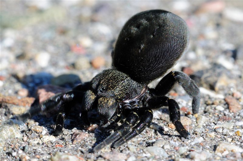 Röhrenspinne (Eresus niger) - Weibchen - Mondhalde - Kaiserstuhl