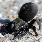 Röhrenspinne (Eresus niger) - Weibchen - Mondhalde - Kaiserstuhl