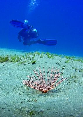 Röhrenwurm mit Taucher