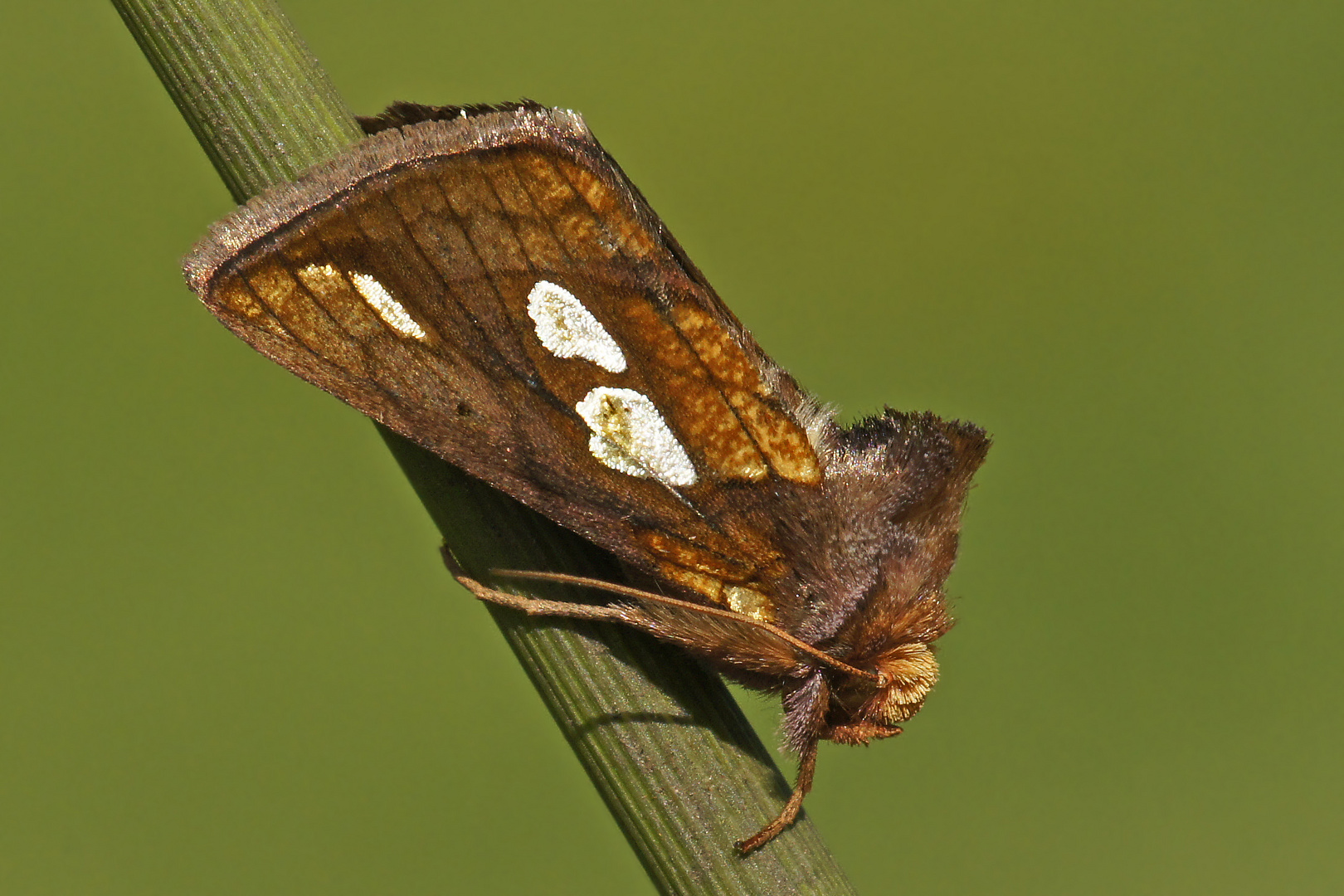 Röhricht-Goldeule (Plusia festucae)