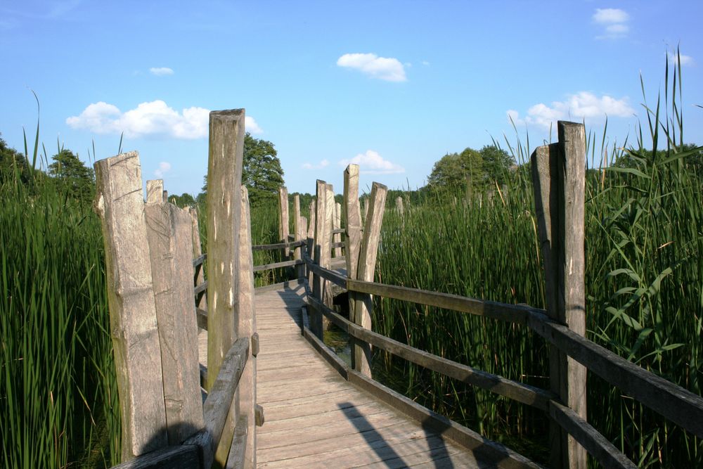 Röhrichtsteig in den Guttauer Teichen