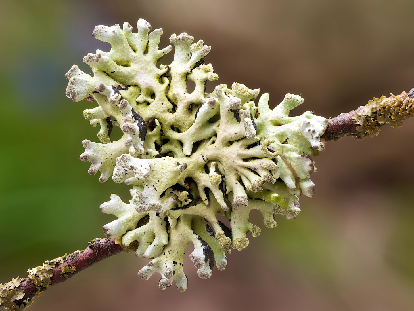 Röhrige Blasenflechte (Hypogymnia tubulosa)