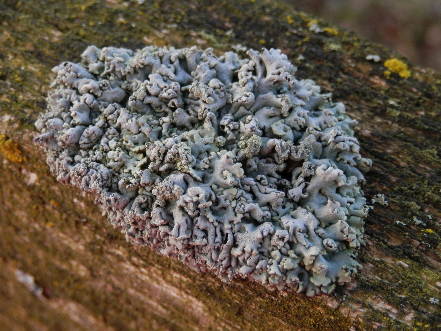 Röhrige Blasenflechte (Hypogymnia tubulosa)  auf verwittertem Weidenzaun