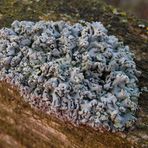 Röhrige Blasenflechte (Hypogymnia tubulosa)  auf verwittertem Weidenzaun