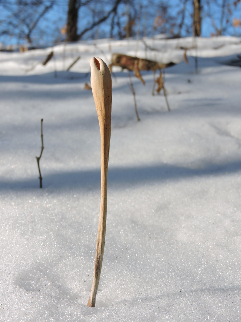 Röhrige Keule (Macrotyphula fistulosa)