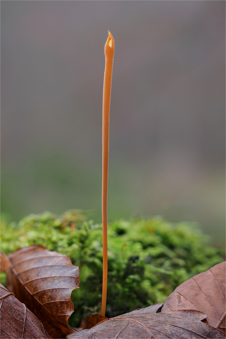 Röhrige Keule (Macrotyphula fistulosa)