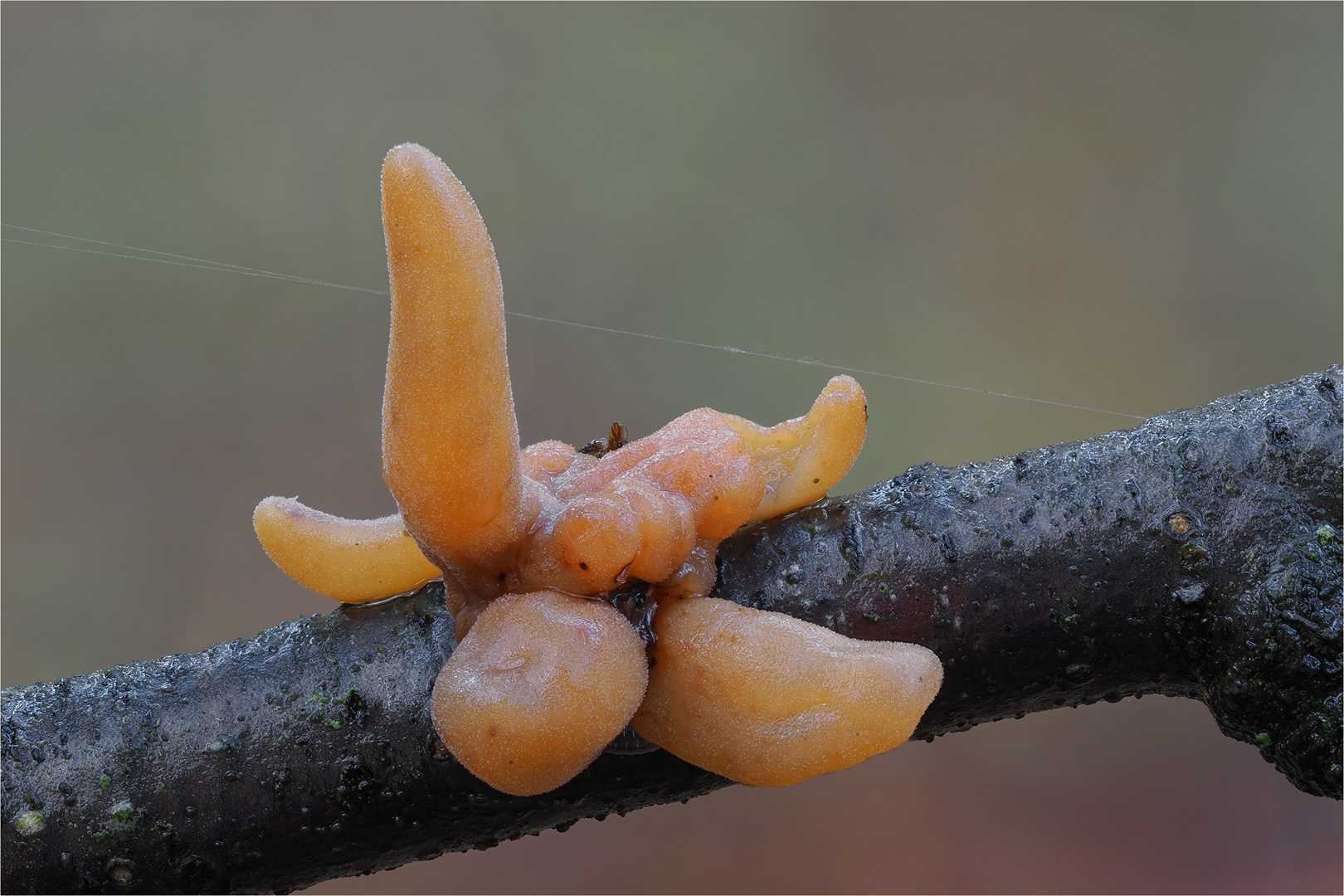 Röhrige Keule (Macrotyphula fistulosa var. contorta)