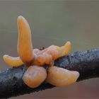 Röhrige Keule (Macrotyphula fistulosa var. contorta)