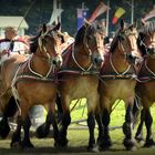 Römerwagen Riesenbeck 2012