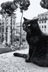 Römische Katze