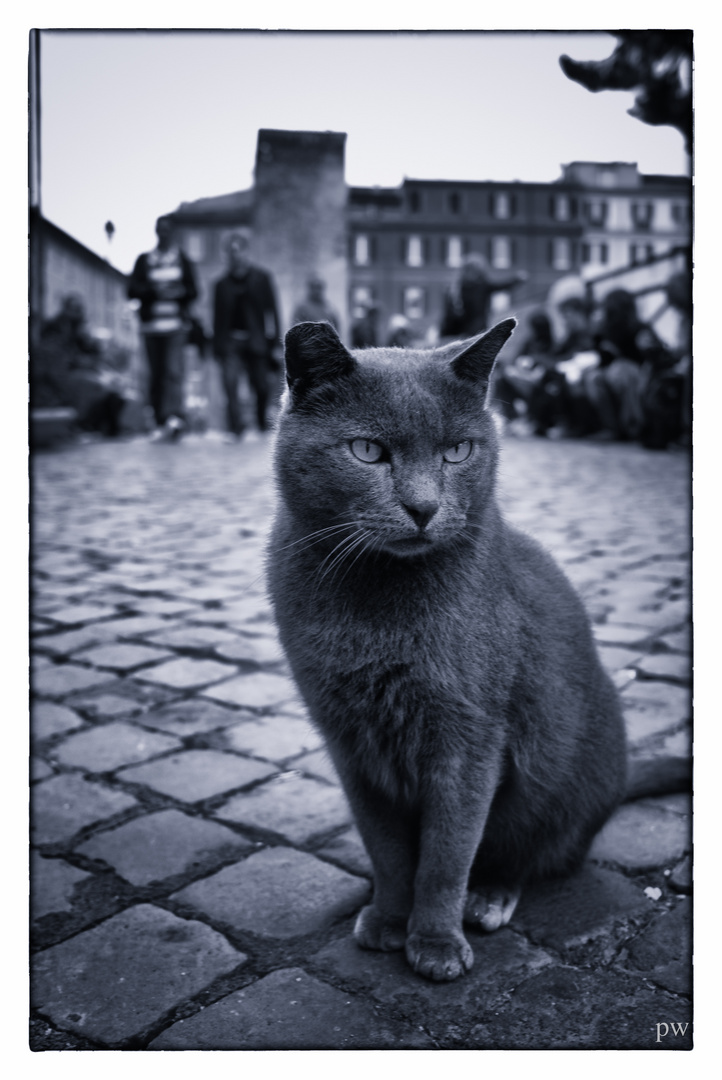 Römische Katze am Largo Argentina