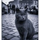 Römische Katze am Largo Argentina