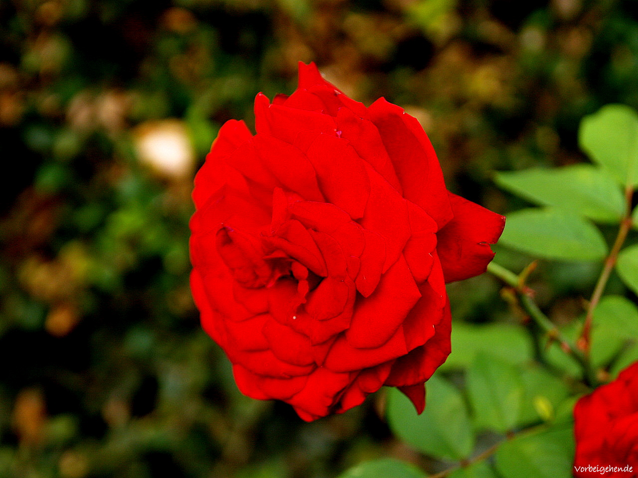 Römische Rose...