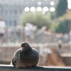 Römische Taube