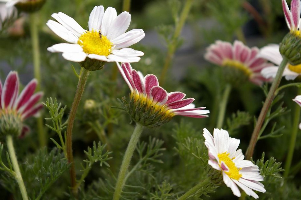 Römischer Bertram Foto & Bild pflanzen, pilze & flechten