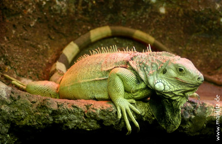 "Römischer" Leguan