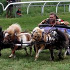 Römisches Wagenrennen auf der Pferderennbahn in Halle/S