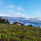 Römisches Weingut im Paradies