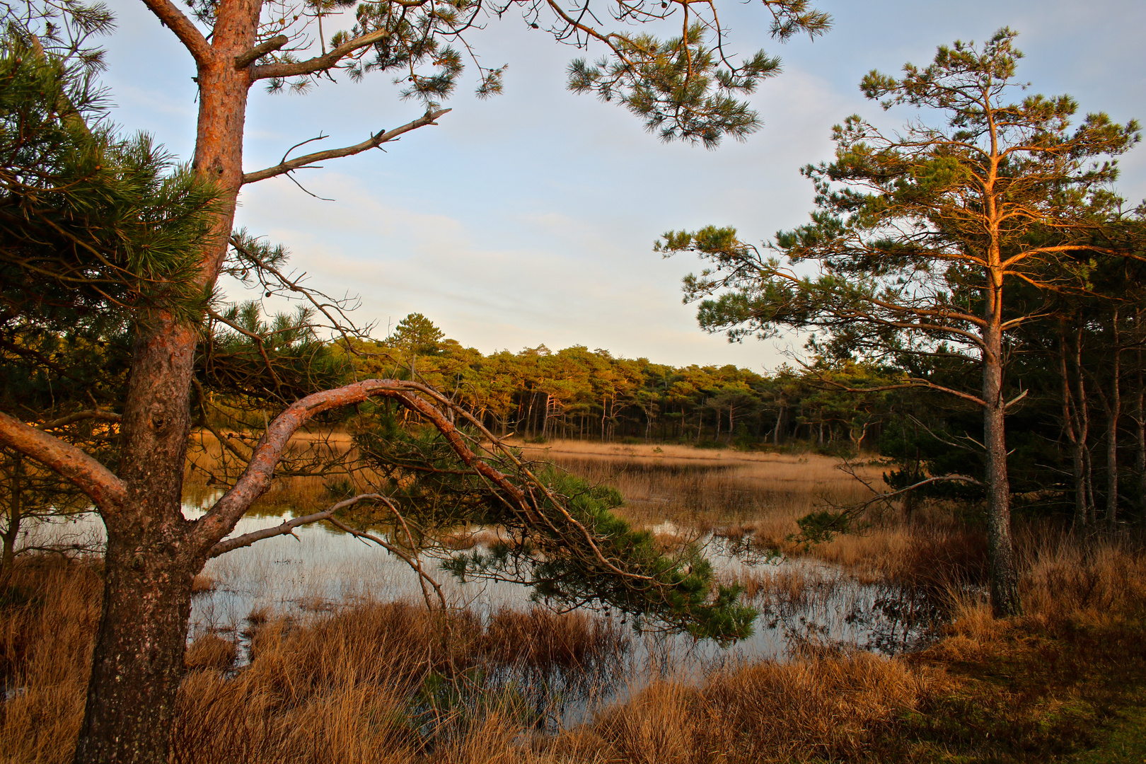 Römö - Kirkeby Hundeskov