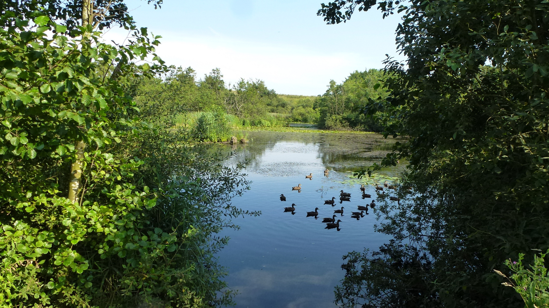 Roenninge moor bei DK5550 Langeskov Dänemark