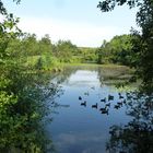 Roenninge moor bei DK5550 Langeskov Dänemark