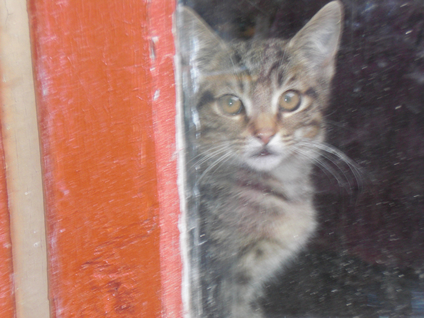 röschen meine kleine schaut aus dem fenster