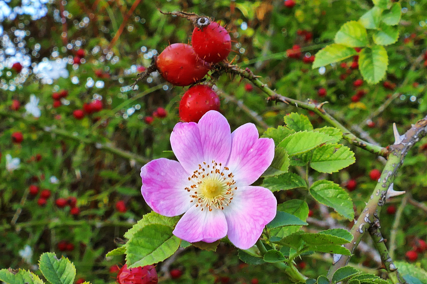 Röschen mit Begleitschutz