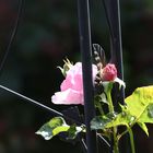 Röschen und Rose 