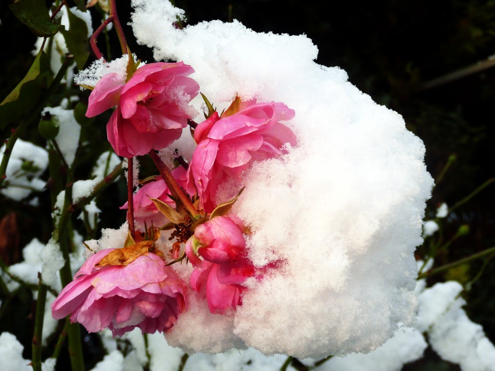 Röschen unterm Schnee