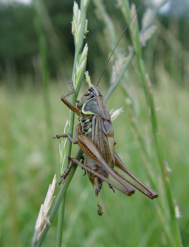 Roesels Beissschrecke