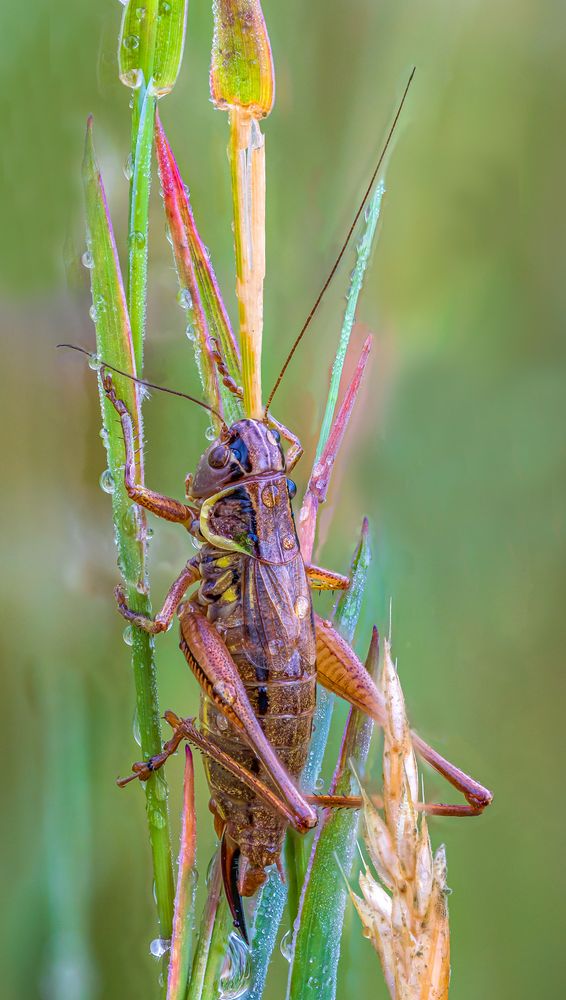 Roesels Beißschrecke Foto & Bild tiere, wildlife, insekten Bilder auf