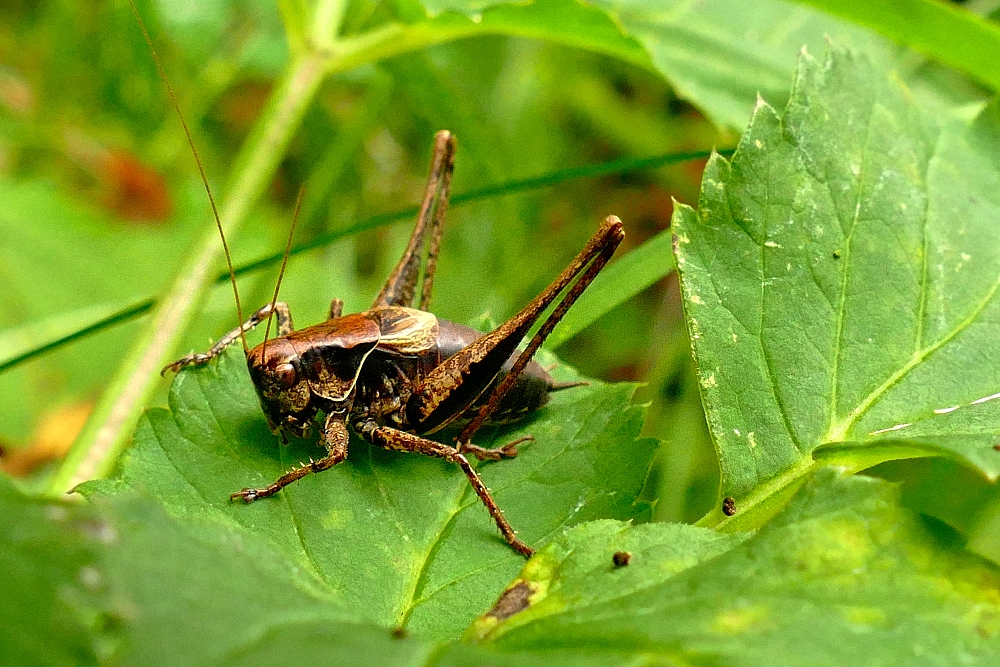 Roesels Beißschrecke