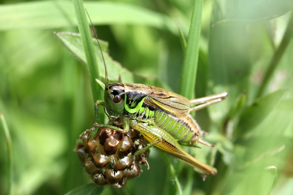 Roesels Beißschrecke (Metrioptera roeseli)