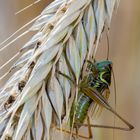 Roesels Beißschrecke - Metrioptera roeselii (1)